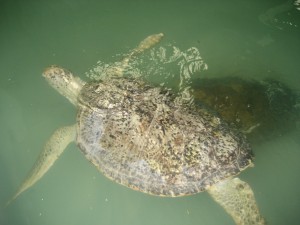 Merikilpikonna